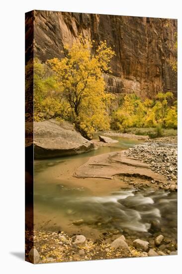 USA, Utah, Zion National Park. Virgin River Autumn Scenic-Jaynes Gallery-Stretched Canvas