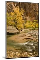 USA, Utah, Zion National Park. Virgin River Autumn Scenic-Jaynes Gallery-Mounted Photographic Print