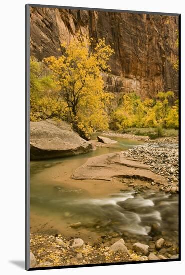 USA, Utah, Zion National Park. Virgin River Autumn Scenic-Jaynes Gallery-Mounted Photographic Print