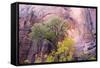 USA, Utah, Zion National Park, Zion Canyon and Cottonwood Trees-Jamie & Judy Wild-Framed Stretched Canvas