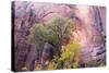 USA, Utah, Zion National Park, Zion Canyon and Cottonwood Trees-Jamie & Judy Wild-Stretched Canvas