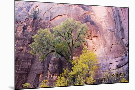 USA, Utah, Zion National Park, Zion Canyon and Cottonwood Trees-Jamie & Judy Wild-Mounted Photographic Print