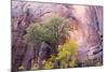 USA, Utah, Zion National Park, Zion Canyon and Cottonwood Trees-Jamie & Judy Wild-Mounted Photographic Print