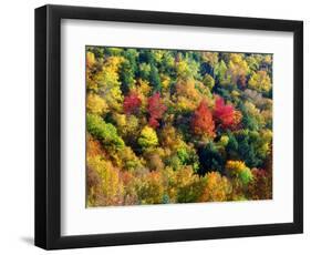 USA, Vermont, Autumn Colors in the Forest of Vermont-Jaynes Gallery-Framed Photographic Print