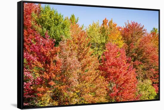 USA, Vermont, Fall foliage in Green Mountains at Bread Loaf, owned by Middlebury College.-Alison Jones-Framed Stretched Canvas