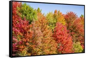 USA, Vermont, Fall foliage in Green Mountains at Bread Loaf, owned by Middlebury College.-Alison Jones-Framed Stretched Canvas