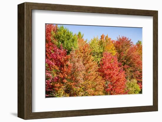 USA, Vermont, Fall foliage in Green Mountains at Bread Loaf, owned by Middlebury College.-Alison Jones-Framed Photographic Print