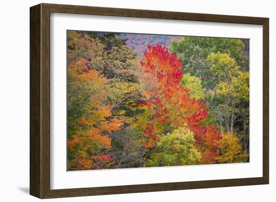 USA, Vermont, Fall foliage in Green Mountains at Bread Loaf, owned by Middlebury College.-Alison Jones-Framed Photographic Print