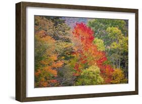 USA, Vermont, Fall foliage in Green Mountains at Bread Loaf, owned by Middlebury College.-Alison Jones-Framed Photographic Print