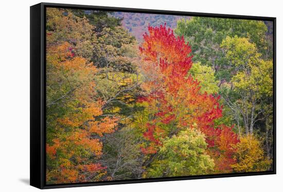 USA, Vermont, Fall foliage in Green Mountains at Bread Loaf, owned by Middlebury College.-Alison Jones-Framed Stretched Canvas