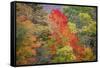 USA, Vermont, Fall foliage in Green Mountains at Bread Loaf, owned by Middlebury College.-Alison Jones-Framed Stretched Canvas