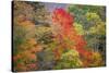 USA, Vermont, Fall foliage in Green Mountains at Bread Loaf, owned by Middlebury College.-Alison Jones-Stretched Canvas