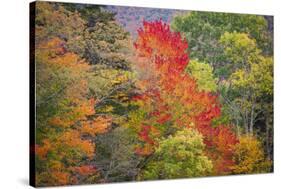 USA, Vermont, Fall foliage in Green Mountains at Bread Loaf, owned by Middlebury College.-Alison Jones-Stretched Canvas