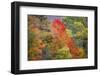 USA, Vermont, Fall foliage in Green Mountains at Bread Loaf, owned by Middlebury College.-Alison Jones-Framed Photographic Print