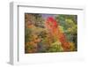 USA, Vermont, Fall foliage in Green Mountains at Bread Loaf, owned by Middlebury College.-Alison Jones-Framed Photographic Print