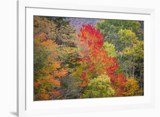 USA, Vermont, Fall foliage in Green Mountains at Bread Loaf, owned by Middlebury College.-Alison Jones-Framed Photographic Print