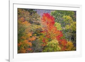 USA, Vermont, Fall foliage in Green Mountains at Bread Loaf, owned by Middlebury College.-Alison Jones-Framed Photographic Print