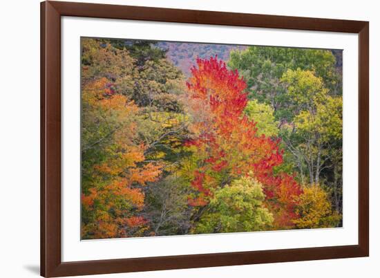 USA, Vermont, Fall foliage in Green Mountains at Bread Loaf, owned by Middlebury College.-Alison Jones-Framed Photographic Print