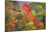 USA, Vermont, Fall foliage in Green Mountains at Bread Loaf, owned by Middlebury College.-Alison Jones-Mounted Photographic Print