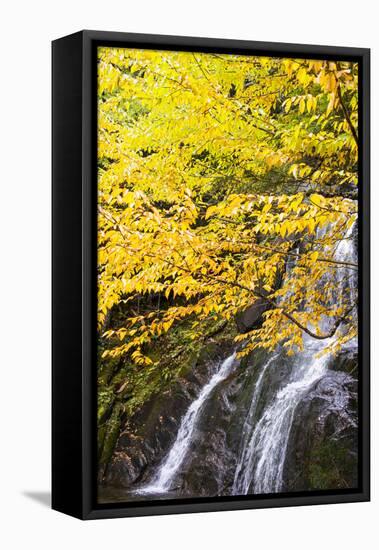 USA, Vermont, Fall foliage in Mad River Valley along trail to Warren Falls-Alison Jones-Framed Stretched Canvas