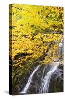 USA, Vermont, Fall foliage in Mad River Valley along trail to Warren Falls-Alison Jones-Stretched Canvas