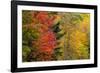 USA, Vermont, Fall foliage in Mad River Valley along trail to Warren Falls-Alison Jones-Framed Photographic Print