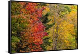 USA, Vermont, Fall foliage in Mad River Valley along trail to Warren Falls-Alison Jones-Framed Stretched Canvas