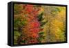 USA, Vermont, Fall foliage in Mad River Valley along trail to Warren Falls-Alison Jones-Framed Stretched Canvas
