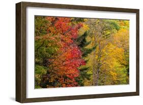 USA, Vermont, Fall foliage in Mad River Valley along trail to Warren Falls-Alison Jones-Framed Photographic Print