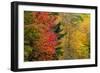 USA, Vermont, Fall foliage in Mad River Valley along trail to Warren Falls-Alison Jones-Framed Photographic Print