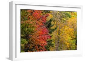 USA, Vermont, Fall foliage in Mad River Valley along trail to Warren Falls-Alison Jones-Framed Photographic Print