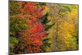 USA, Vermont, Fall foliage in Mad River Valley along trail to Warren Falls-Alison Jones-Mounted Photographic Print