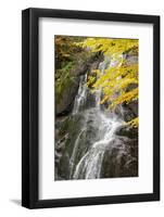 USA, Vermont, Fall foliage in Mad River Valley along trail to Warren Falls-Alison Jones-Framed Photographic Print