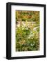 USA, Vermont, Fall foliage in Mad River Valley, Waitsfield-Alison Jones-Framed Photographic Print