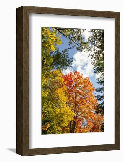 USA, Vermont, Fall foliage in Morrisville on Jopson Lane-Alison Jones-Framed Photographic Print