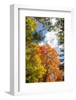 USA, Vermont, Fall foliage in Morrisville on Jopson Lane-Alison Jones-Framed Photographic Print