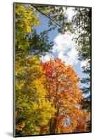 USA, Vermont, Fall foliage in Morrisville on Jopson Lane-Alison Jones-Mounted Photographic Print