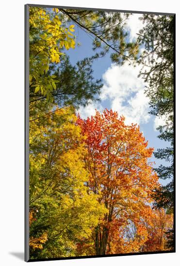 USA, Vermont, Fall foliage in Morrisville on Jopson Lane-Alison Jones-Mounted Photographic Print