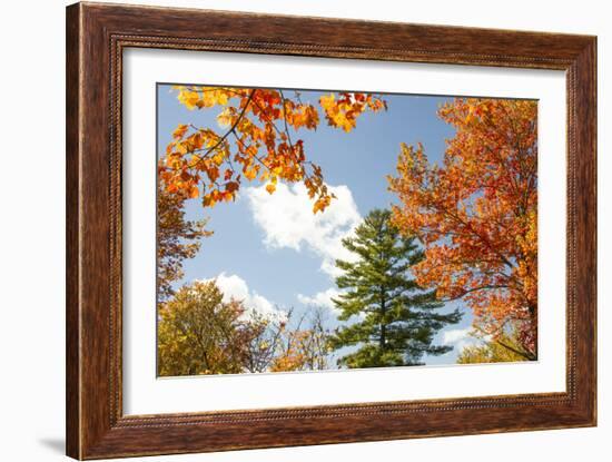 USA, Vermont, Fall foliage in Morrisville on Jopson Lane-Alison Jones-Framed Photographic Print