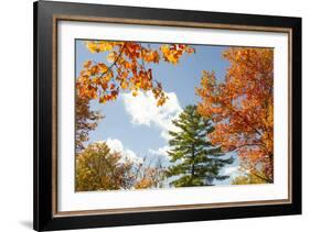 USA, Vermont, Fall foliage in Morrisville on Jopson Lane-Alison Jones-Framed Photographic Print