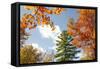 USA, Vermont, Fall foliage in Morrisville on Jopson Lane-Alison Jones-Framed Stretched Canvas