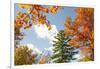 USA, Vermont, Fall foliage in Morrisville on Jopson Lane-Alison Jones-Framed Photographic Print