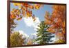 USA, Vermont, Fall foliage in Morrisville on Jopson Lane-Alison Jones-Framed Photographic Print