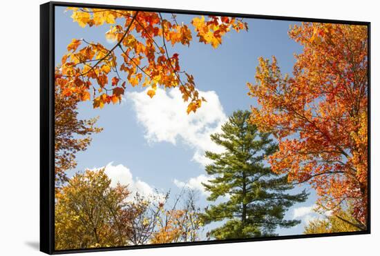 USA, Vermont, Fall foliage in Morrisville on Jopson Lane-Alison Jones-Framed Stretched Canvas