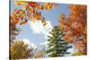 USA, Vermont, Fall foliage in Morrisville on Jopson Lane-Alison Jones-Stretched Canvas