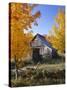 USA, Vermont, House, Old, Maple Trees, Autumn-Thonig-Stretched Canvas