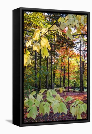 USA, Vermont, Morrisville, Jopson Lane. Fall foliage-Alison Jones-Framed Stretched Canvas