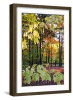 USA, Vermont, Morrisville, Jopson Lane. Fall foliage-Alison Jones-Framed Photographic Print