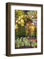 USA, Vermont, Morrisville, Jopson Lane. Fall foliage-Alison Jones-Framed Photographic Print