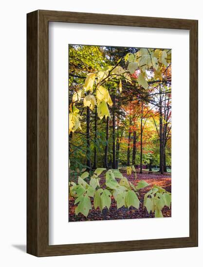 USA, Vermont, Morrisville, Jopson Lane. Fall foliage-Alison Jones-Framed Photographic Print